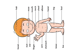 تكلم عن نفسك بالانجليزي باختصار. Ø§Ø¬Ø²Ø§Ø¡ Ø¬Ø³Ù… Ø§Ù„Ø§Ù†Ø³Ø§Ù† Ø¨Ø§Ù„Ù„ØºØ© Ø§Ù„Ø§Ù†Ø¬Ù„ÙŠØ²ÙŠØ© Ù„Ù„Ø§Ø·ÙØ§Ù„ Human Body Parts Ø§Ù„Ù…Ø¹Ù„Ù…Ø© Ø£Ø³Ù…Ø§Ø¡