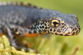 Kroten Auf Gefahrlicher Winterquartiersuche Nabu