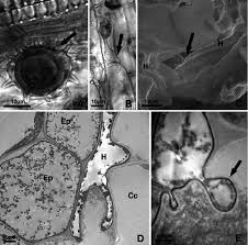 Image result for Pseudognaphalium oligandrum