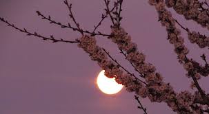 See more of luna rose on facebook. Une Super Lune Rose Illuminera Le Ciel Ce Mardi 27 Avril 2021 Super Lune Epoch Times