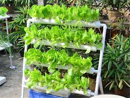 A model hydroponic greenhouse was designed. Diy Hydroponics System Nft With 36pcs Of Net Cup Nutrient Film Technique Nft Hydroponic Growth Hydroponic Vegetable Gardening Indoorshydroponic Box Aliexpress