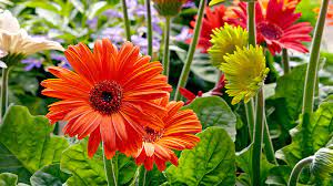 Check spelling or type a new query. How To Grow Better Gerbera Daisies Garden Gate