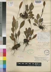 Image result for Platycaulos mahonii