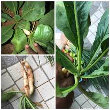 Image result for Eriosema burkei