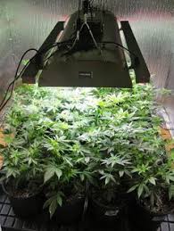 Here are some of the most important things i've learned from working with led grow lights, written in. 13 Diy S Ideas Hydroponics Hydroponic Gardening Plants