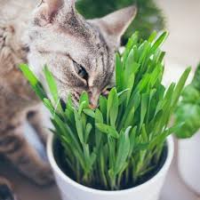 Get expert tips for keeping your cat healthy, happy, and well fed. Why Do Cats Eat Grass Reasons