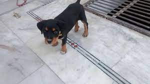 We did not find results for: Two Months Rottweiler Mix Cross Breed Bully Puppy Youtube