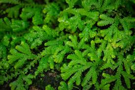 Image result for Selaginella eublepharis