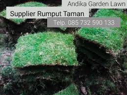 Rumput gajah mini tidak cocok di tanam di tempat teduh yang tidak terkena sinar matahari sama skali, seperti di bawah pohon, karna rumput akan berdaun besar dan mati. Terjual Jual Rumput Jepang Bali Tlp 0857 3259 0133 Andika Garden Lawn Kaskus