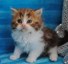 Look at pictures of munchkin kittens who need a home. Munchkin Cats For Sale Oklahoma City Ok 266253