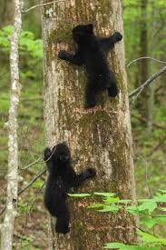 Wildlife Smoky Mountains Smoky Mountains Wildlife Photo Gallery Photos Of The Great Smoky Cute Animals Animals Wild Animals Beautiful