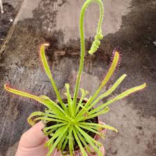 Image result for Rotala capensis