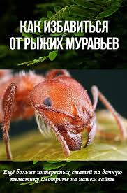 как избавиться от муравьев в саду в домашних условиях Kak Izbavitsya Ot Ryzhih Muravev Ryzhie Muravi I Ogorod