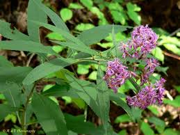 Image result for Vernonia conferta