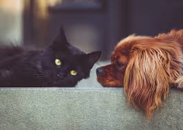 Kedi Ve Kopekler Icin Yerli Mama Yabanci Mama Animagnus