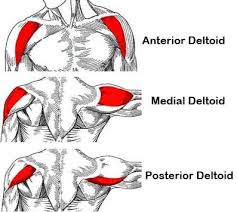 Our dumbbell front raise standards are based on 64,000 lifts by strength level users. The Dumbbell Lateral Raise Exercise Proper Form Technique Myprotein