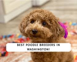 Puppies for sale from dog breeders near missouri. 4 Best Poodle Breeders In Washington 2021 We Love Doodles