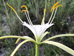 Image result for Buchnera speciosa