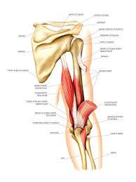 Want to learn more about it? Arm Muscles Anatomy Anatomy Drawing Diagram