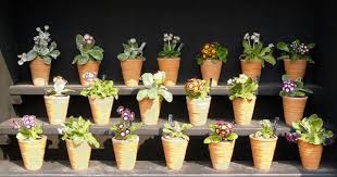 Harlow Carr Rhs Garden Auricula Theatre