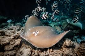 Image result for Rawsonia burtt-davyi