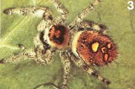 No treatment is as such needed but if you feelyou can consult a doctor. Regal Jumping Spider Phidippus Regius C L Koch