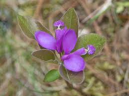 Image result for Polygala filicaulis