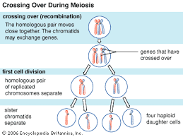 Crossing Over Genetics Kids Encyclopedia Children S Homework Help Kids Online Dictionary Meiosis Genetics Biology Projects