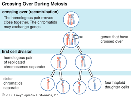 Interactions among chromosomes this diagram shows a diploid nucleus (2n=8) in which chromosome replication has occurred in preparation for mitosis (top right) and meiosis. Crossing Over Genetics Kids Encyclopedia Children S Homework Help Kids Online Dictionary Meiosis Genetics Genetic Variation