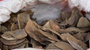Authorities seized about six tonnes of pangolin scales and smashed a smuggling syndicate, officials said on wednesday, april 1st, as part of a crackdown on. Singapore Seizes Elephant Ivory And Pangolin Scales In Record 48m Haul Bbc News