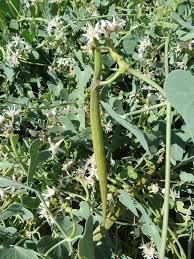 Image result for Cynanchum