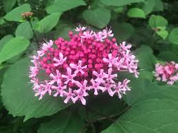 Image result for Clerodendrum lutambense