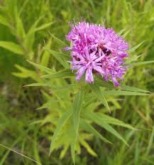Image result for Vernonia mutimushii