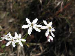 Image result for Wurmbea angustifolia