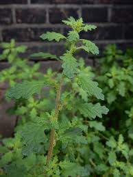 Image result for Dysphania schraderiana