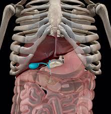 The Petulant Pebbles Cont The Anatomy And Pathology Of Gallstones