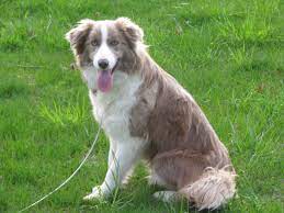 Red Fox Labrador Lilac Border Collie Agouti Husky Rare Versions Of Common Dog Breeds The Dog People By Rover Com