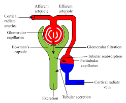 Learn About Process Of Tubular Secretion Chegg Com