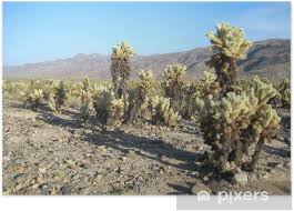 But those milestones are often arbitrary — and way more harmful than we realize. Cholla Cactus Garden Joshua Tree National Park Poster Pixers We Live To Change