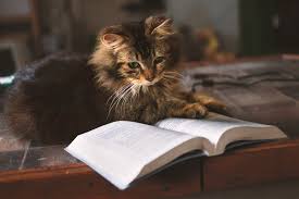 フリー写真] 読書中の猫 - パブリックドメインQ：著作権フリー画像素材集
