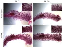 News Features Milk Production Mammary Gland Mom Milk