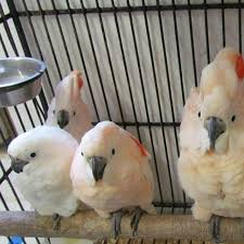 Baby Moluccan Cockatoos Buy Baby Moluccan Cockatoos Parrots Online