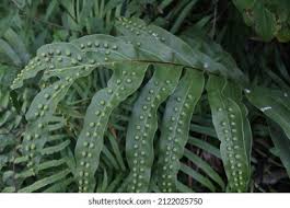 Image result for Polypodiaceae
