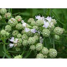 Image result for Mesanthemum pilosum