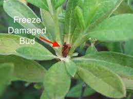 Freeze Damage On Indica Azaleas Prestige Shrub Tree Turf