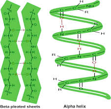 Hydrolyzed keratin protein is a highly specialized fibrous protein found in hair, feather, wool and nails. Secondary Structures Of Keratin Protein Beta Pleated Sheets And Alpha Download Scientific Diagram