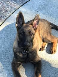 The borador is a designer dog breed that is a cross between a border collie and a labrador retriever. My Beautiful Baby Boy Drogon Cute Dogs And Puppies Gsd Dog Belgian Malinois Dog