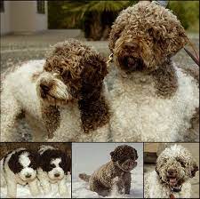 Duckett Lagotto Registered Ckc Dcklagotto Kennels Is Canadas 1 Breeder Excellent Dna Tested Ofa Tested Vet Certified Lagotto Romagnolo Rare Breed Breeds
