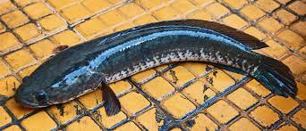 Video kali ni just aku share tentang harian aku memberi makan ikan haruan monster aku makan ikan selain memberi katak hidup. Channa Striata Wikipedia