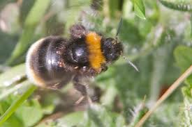 Image result for Bombus vestalis